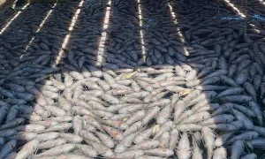 Cá nuôi lồng chết hàng loạt